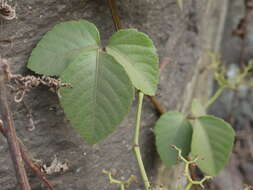 Image de Cissus trifoliata (L.) L.