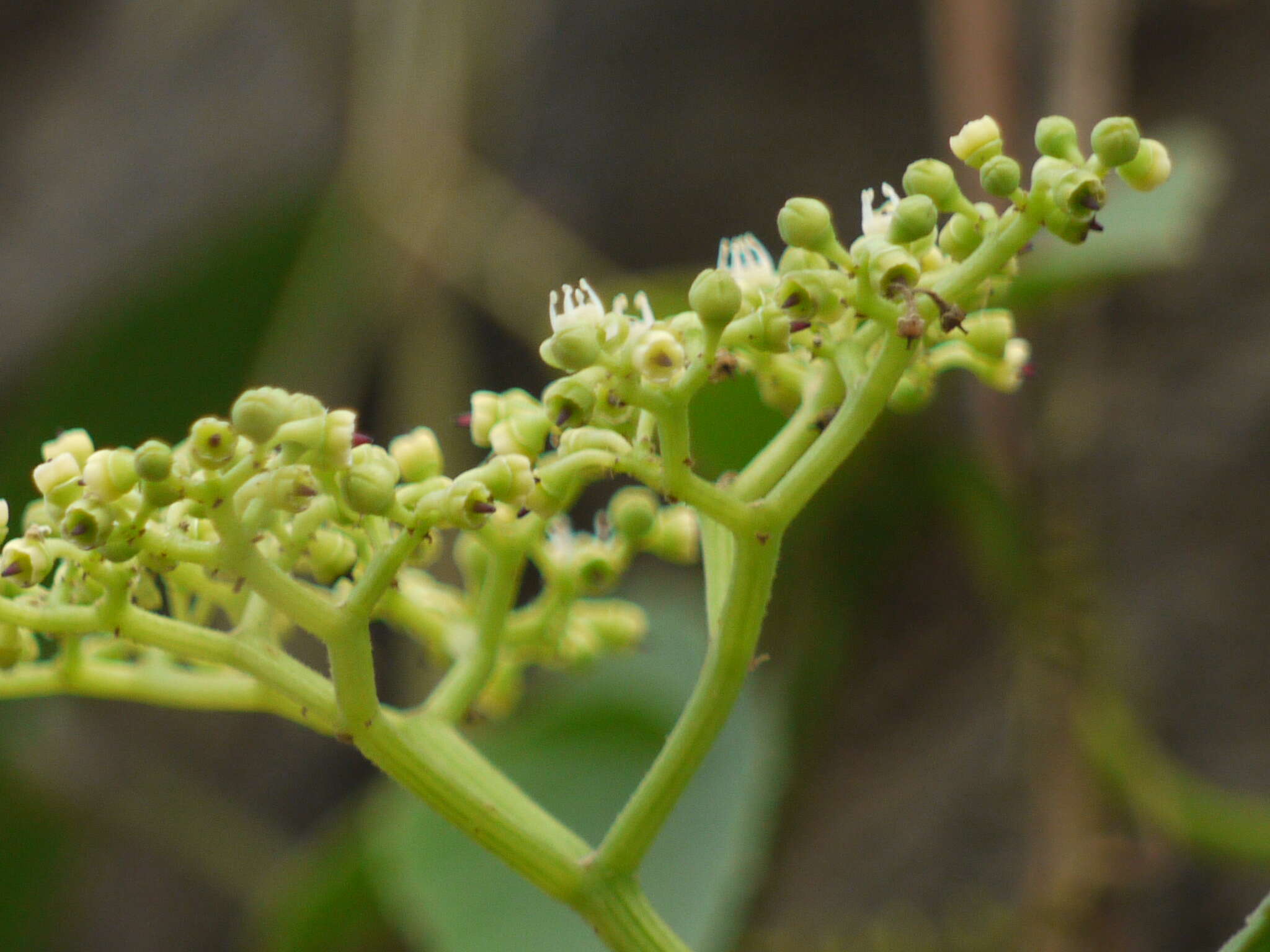 Image de Cissus trifoliata (L.) L.