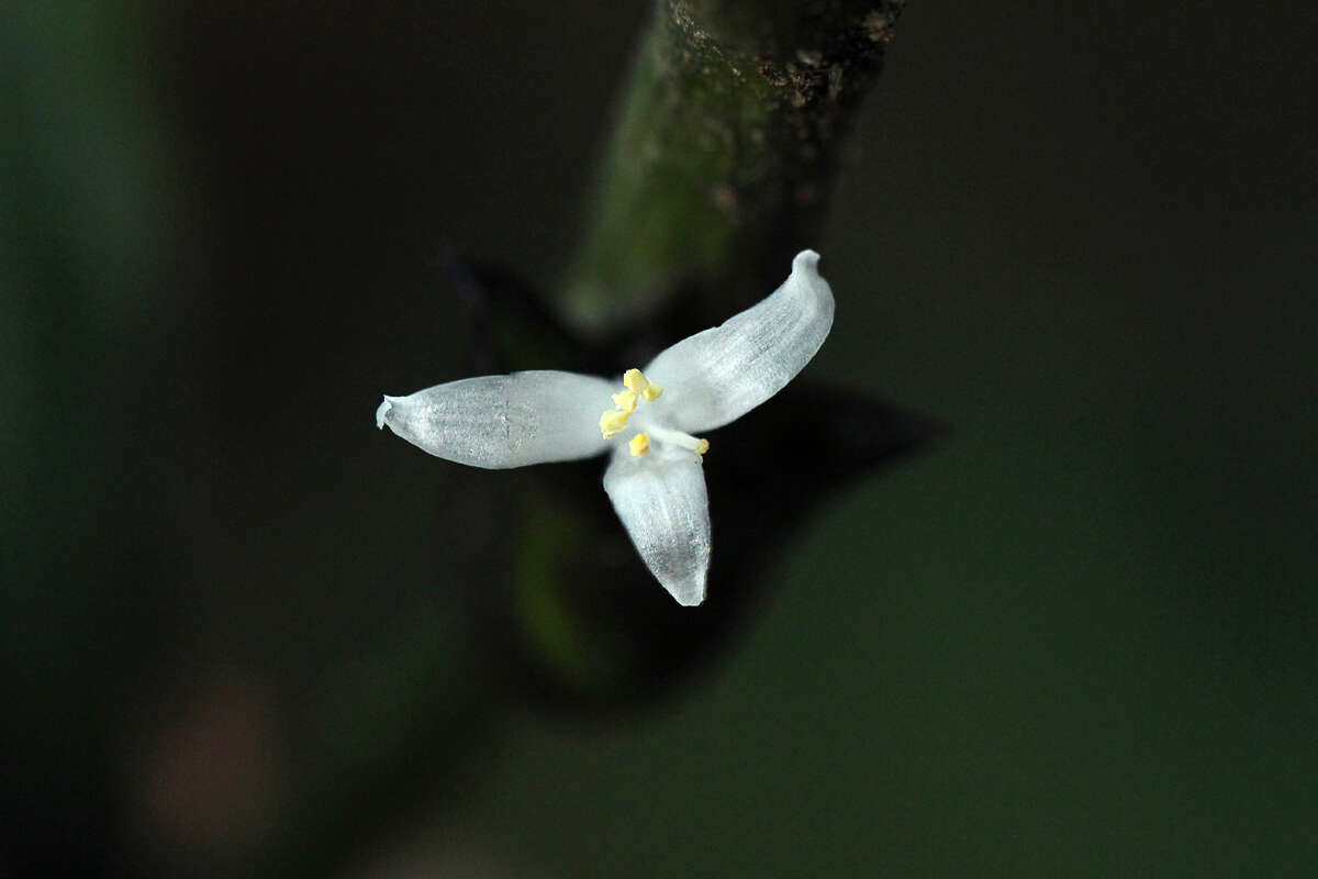 Image de Coleotrype laurentii K. Schum.