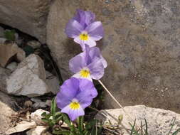 صورة Viola eugeniae Parl.