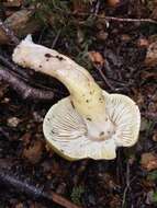 Tricholoma viridiolivaceum G. Stev. 1964 resmi