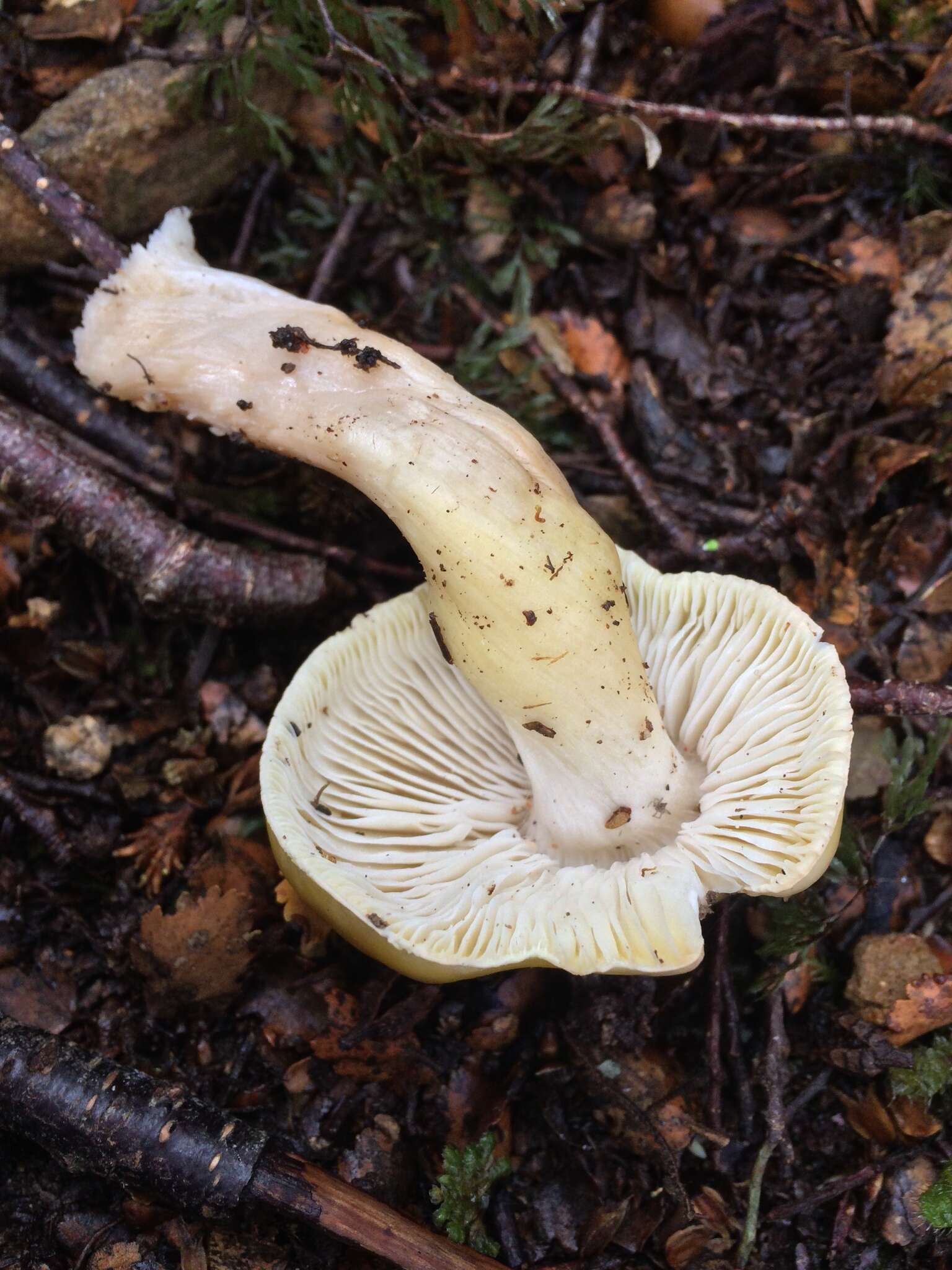 Tricholoma viridiolivaceum G. Stev. 1964的圖片