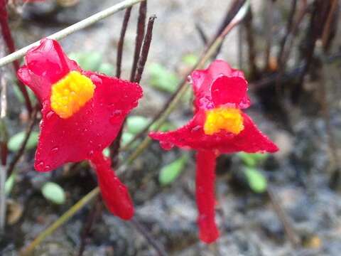 Image of Utricularia menziesii R. Br.