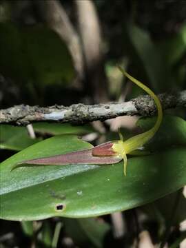 Image of Pleurothallis microcardia Rchb. fil.