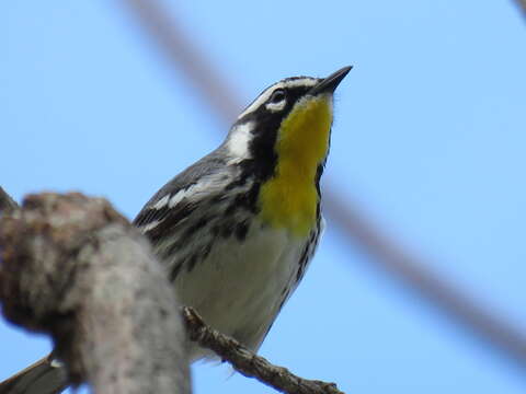 Image of Yellow-throated Warbler