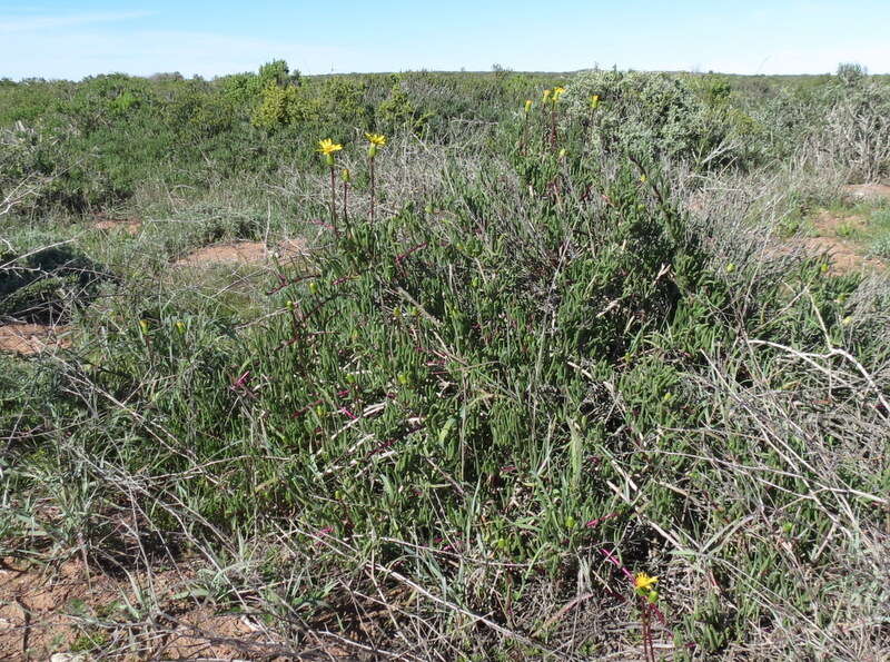 Plancia ëd Senecio alooides DC.