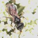 Image of Michigan sweat bee