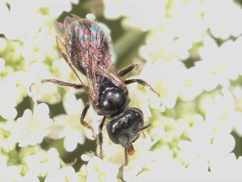 Image of Lasioglossum michiganense (Mitchell 1960)