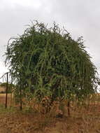 Image of Ehretia rigida subsp. nervifolia Retief & A. E. van Wyk