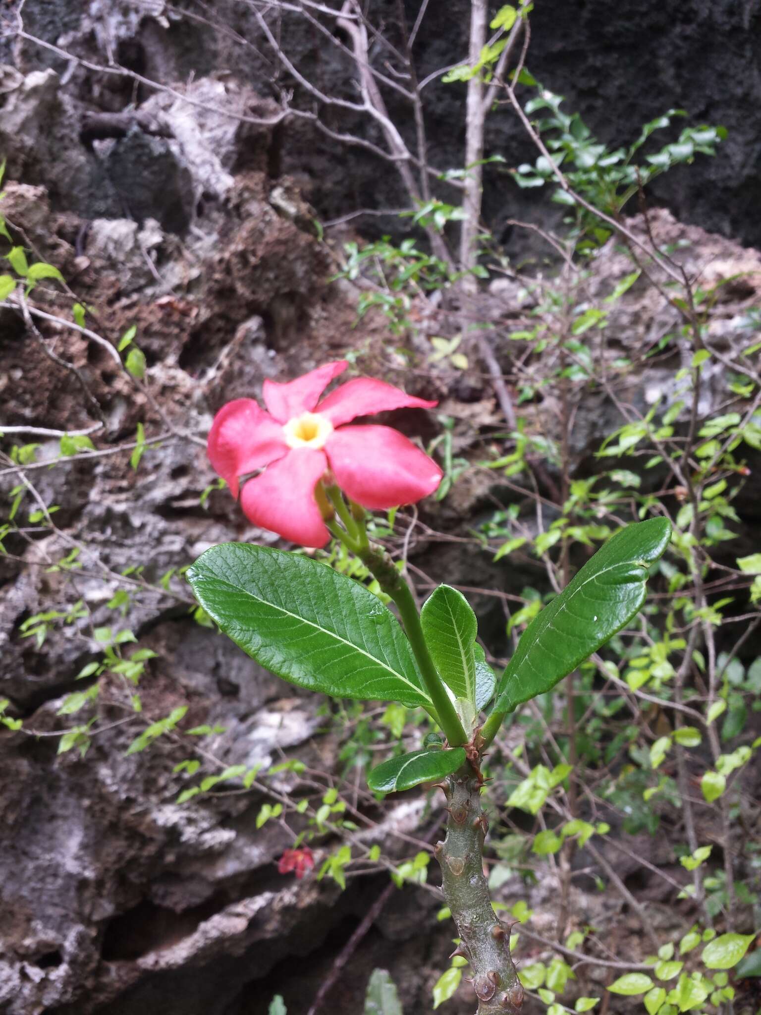 Imagem de Pachypodium windsorii Poiss.