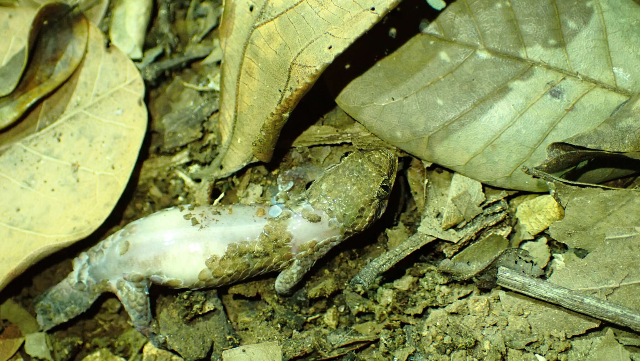 Sivun Geckolepis humbloti Vaillant 1887 kuva