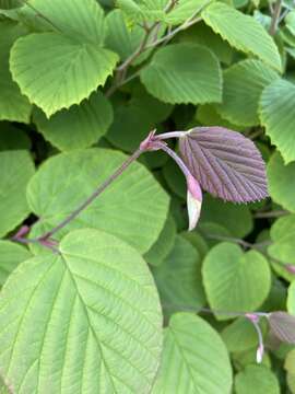 Image of Corylopsis spicata Sieb. & Zucc.