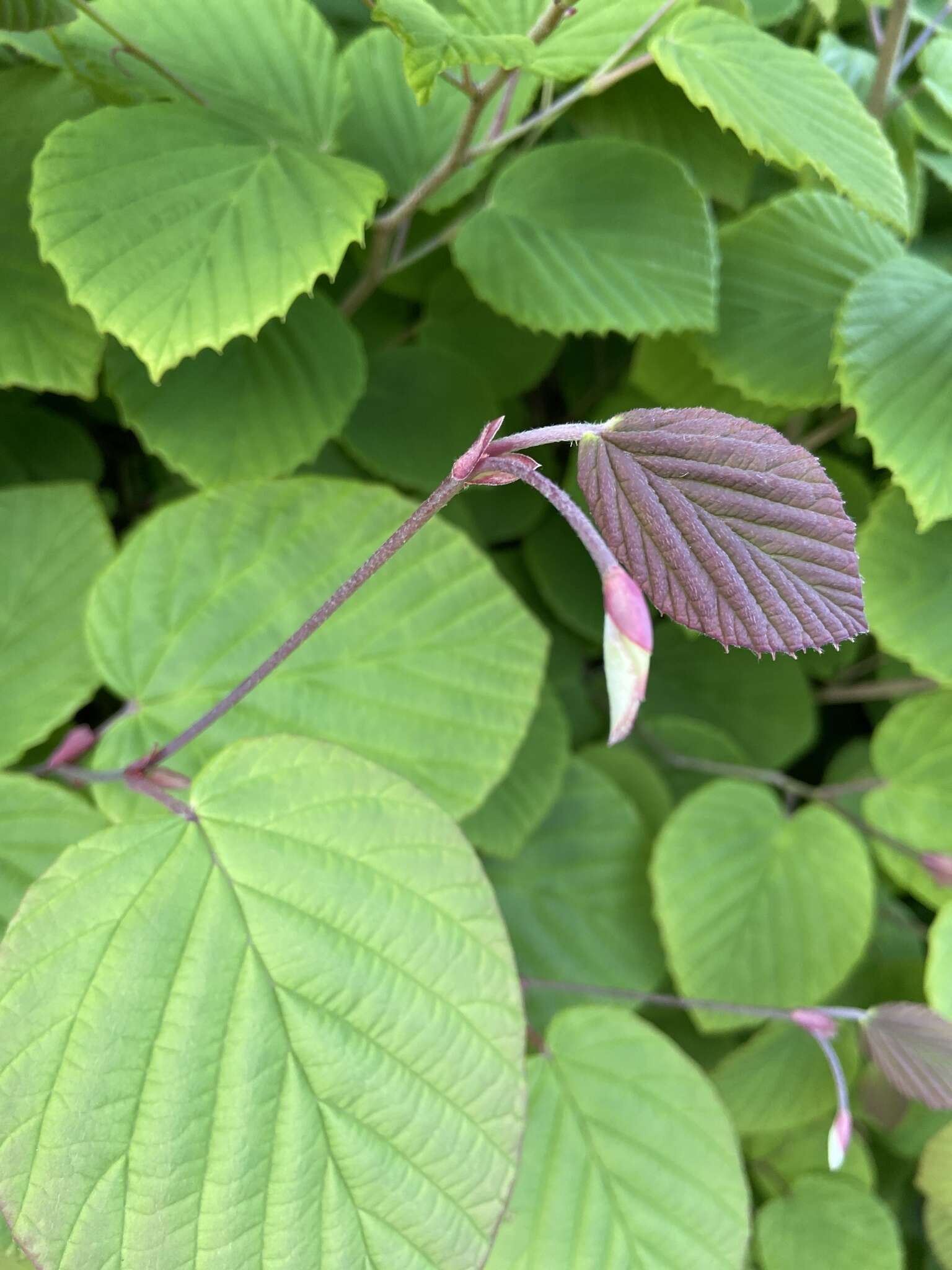 صورة Corylopsis spicata Sieb. & Zucc.