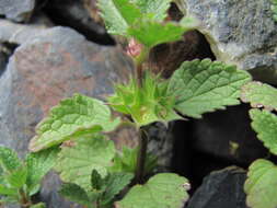 Image of Lamium tomentosum Willd.