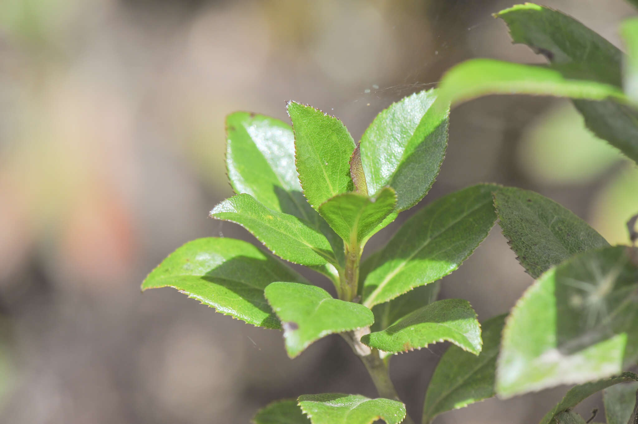 Imagem de Baccharis padifolia Hieron. ex Sod.