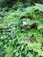 Image of Achimenes longiflora DC.