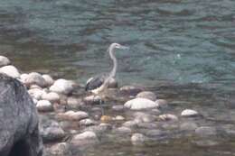 Слика од Ardea insignis Hume 1878