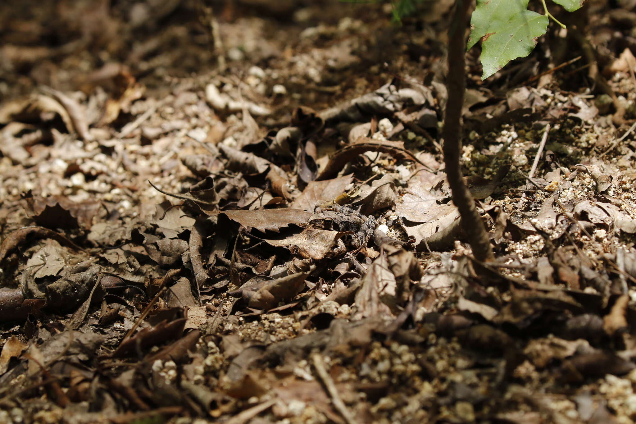 Image de Rana ornativentris Werner 1903