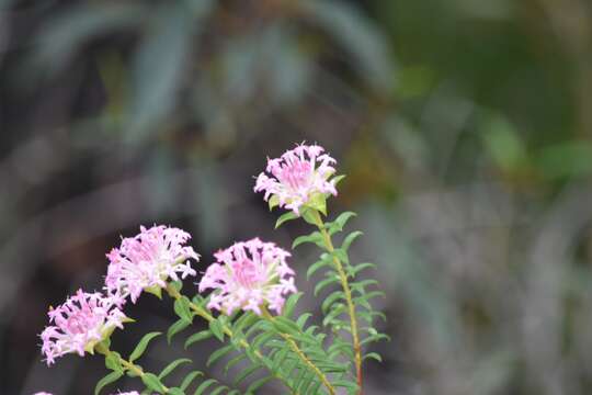 Image of Pimelea rosea R. Br.