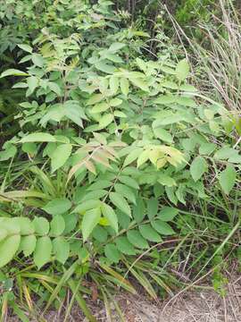 Sivun Rhus chinensis Mill. kuva