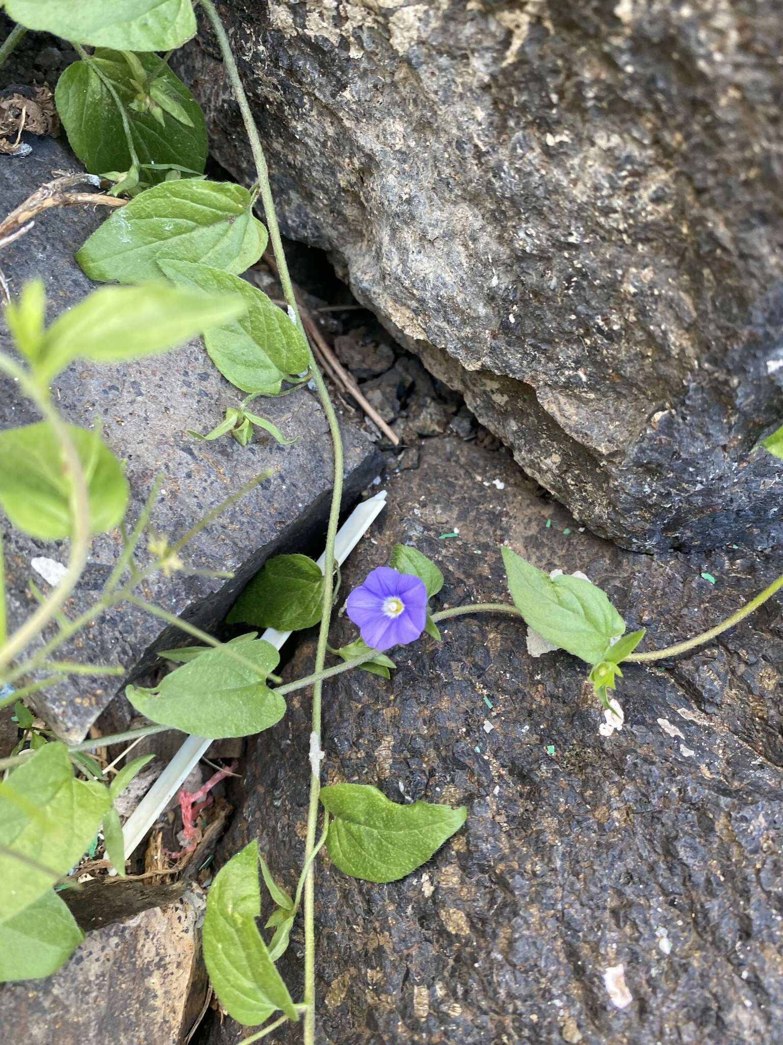 Image de Convolvulus siculus L.