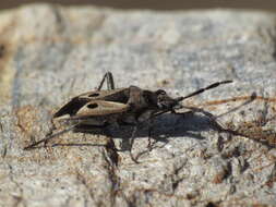 صورة Lasiocoris crassicornis (Lucas 1849)