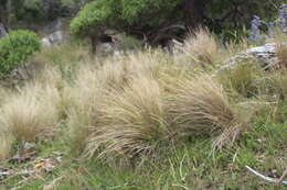 Image of silver tussock