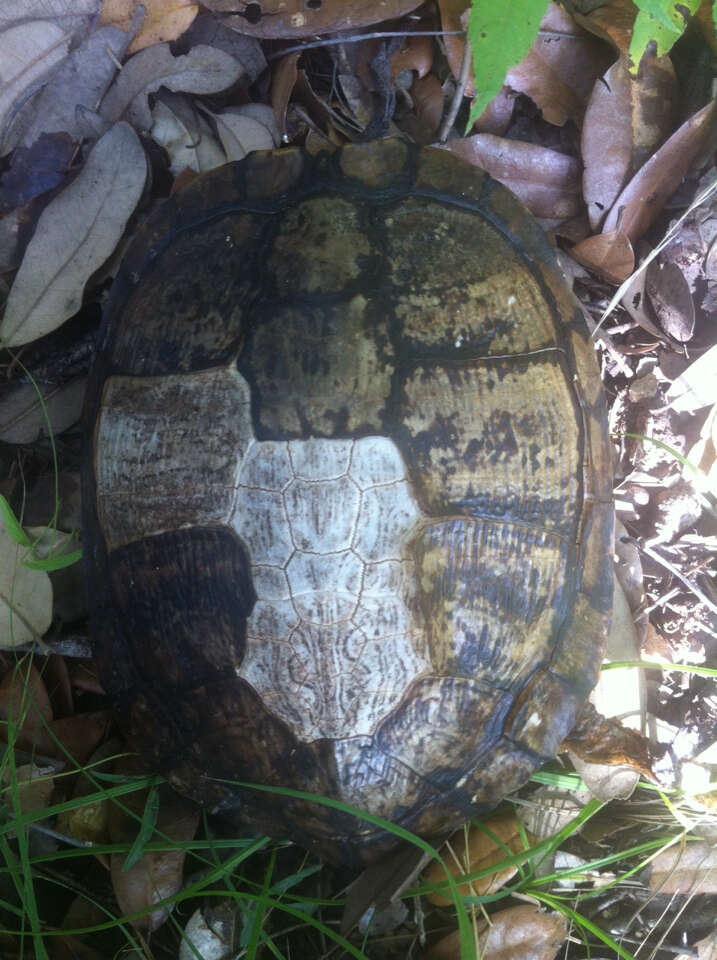 Image of slider turtle, red-eared terrapin, red-eared slider