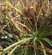 Eryngium longifolium Cav. resmi