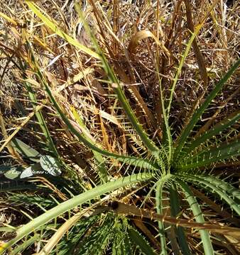 Image of Eryngium longifolium Cav.