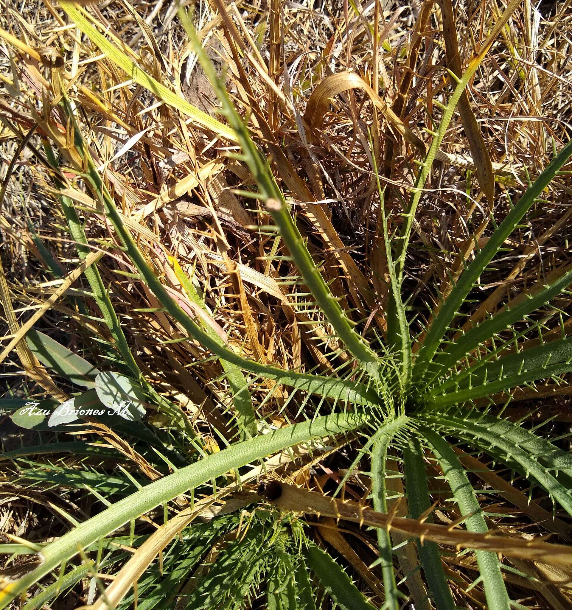 Eryngium longifolium Cav. resmi