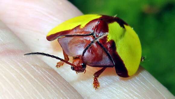 Image of Paraselenis (Spaethiechoma) aulica (Boheman 1854)