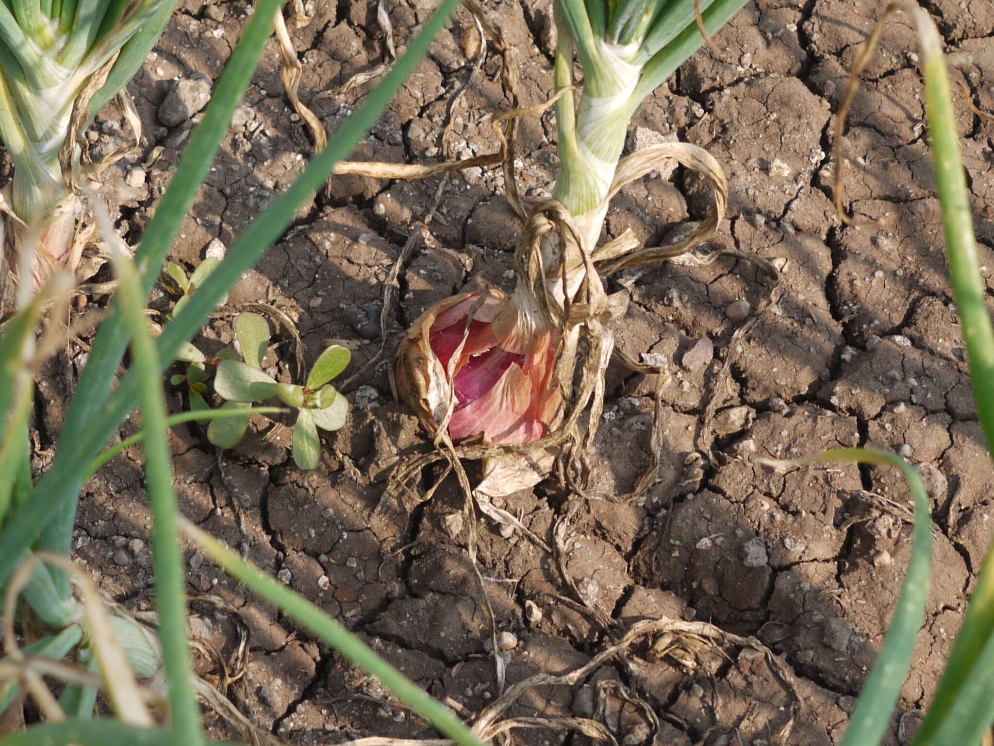 Image of garden onion