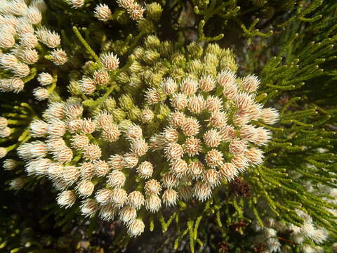 Image of Brunia paleacea Berg.