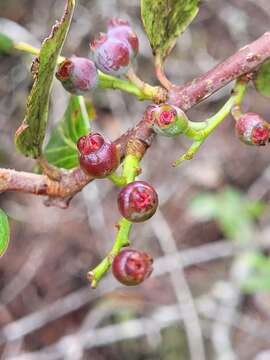 Image of Vaccinium dunalianum Wight