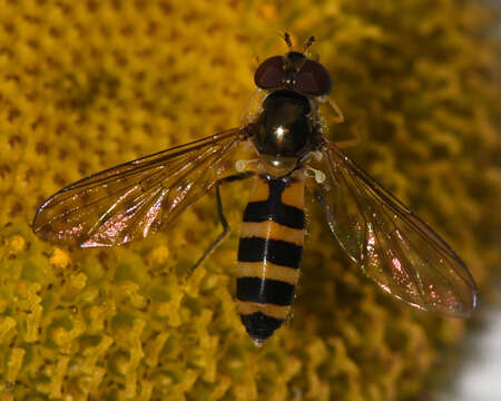 Image of Banded Meliscaeva