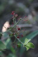 Image of Crossopetalum uragoga (Jacq.) O. Kuntze