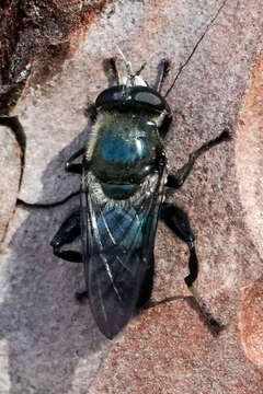 Image of Brachypalpus (Crioprora) femoratus (Williston 1882)