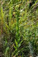 Image of Habenaria epipactidea Rchb. fil.