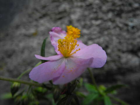 Imagem de Helianthemum nummularium subsp. berteroanum (Bertol.) Breistr.