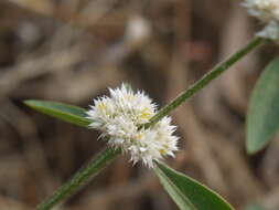 صورة Alternanthera ficoidea (L.) R. Br.