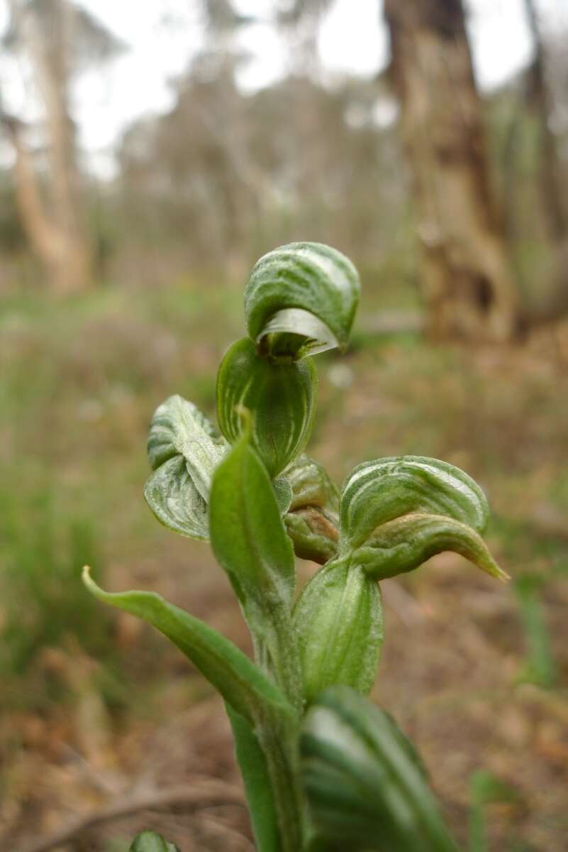 Image of Banded greenhood