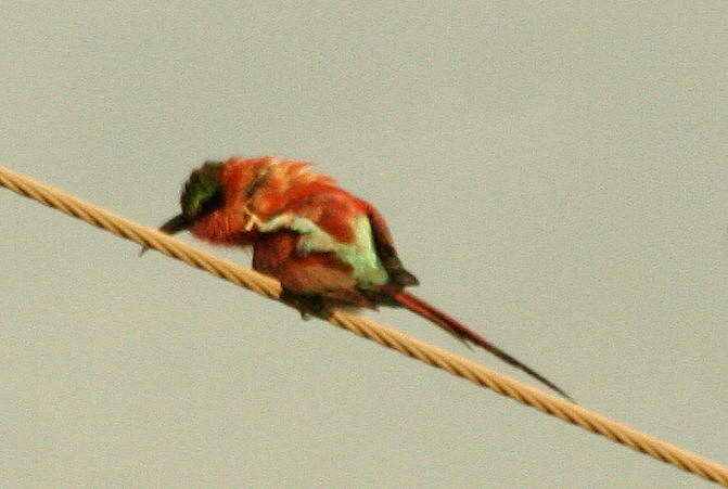 Imagem de Merops nubicoides Des Murs & Pucheran 1846