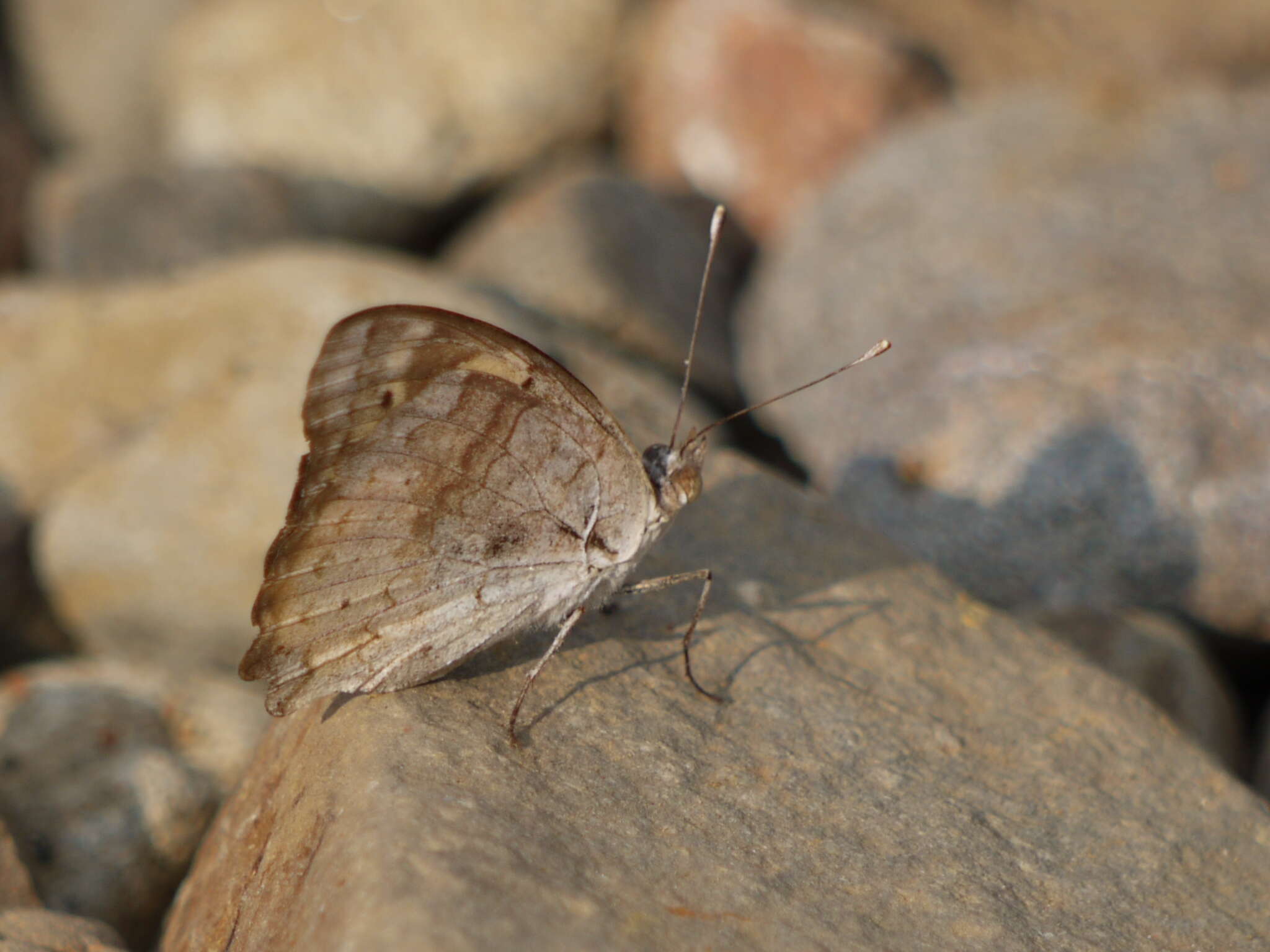 Imagem de Junonia hierta Fabricius 1798