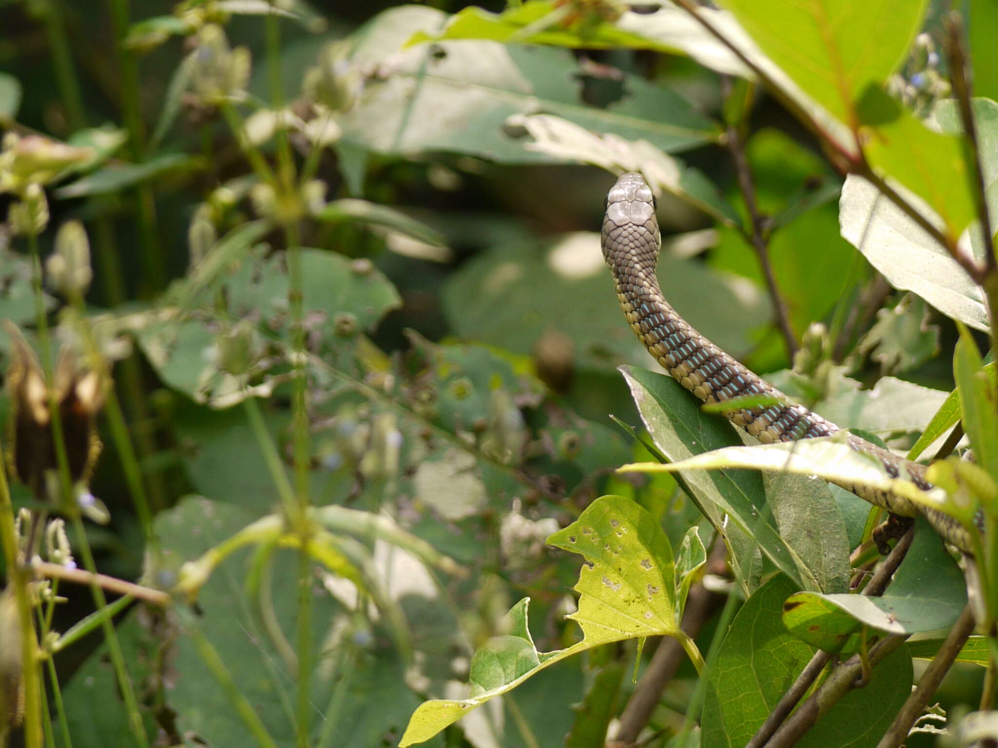 Sivun Dendrelaphis tristis (Daudin 1803) kuva