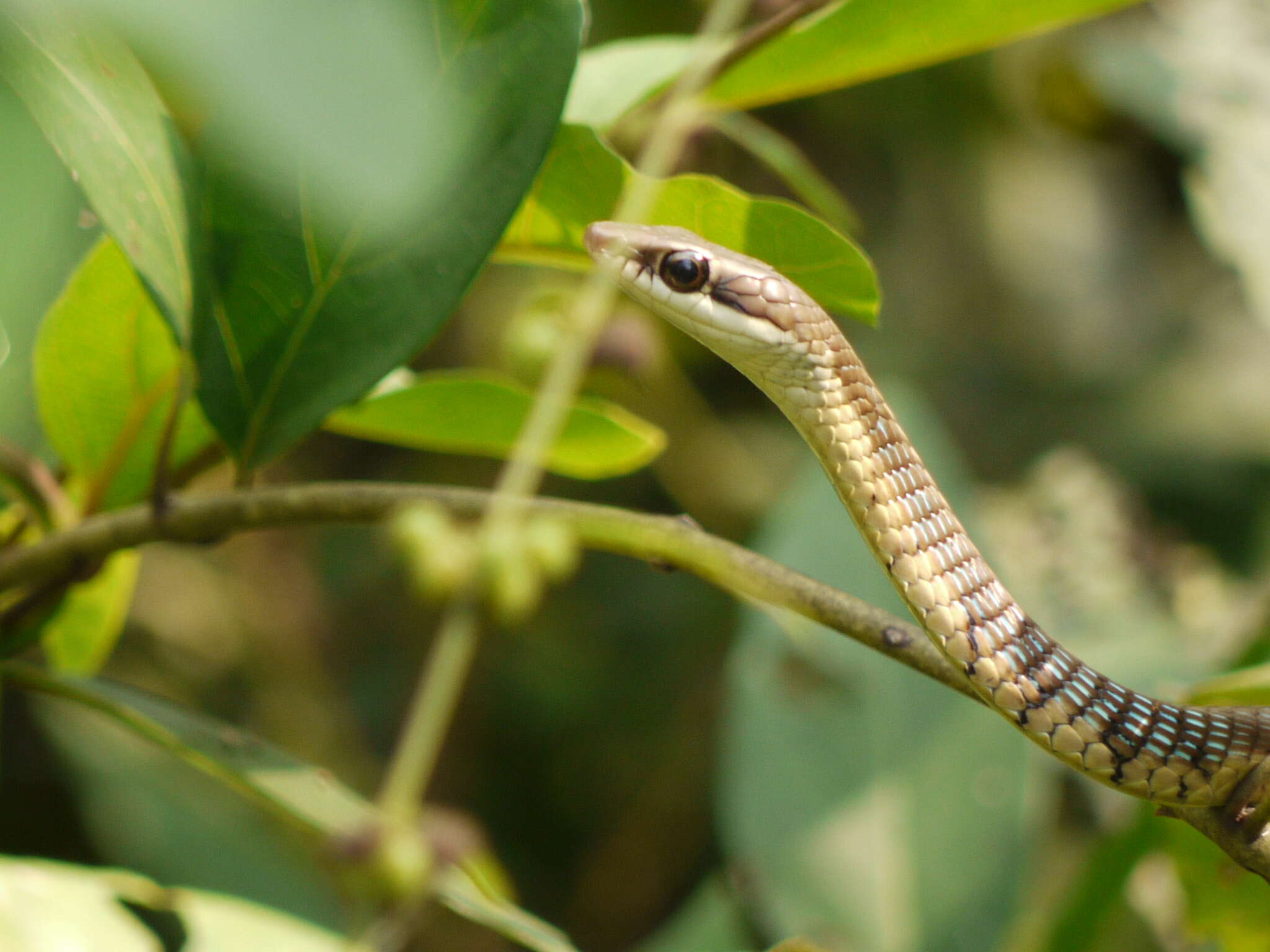 Image of Daudin's bronzeback