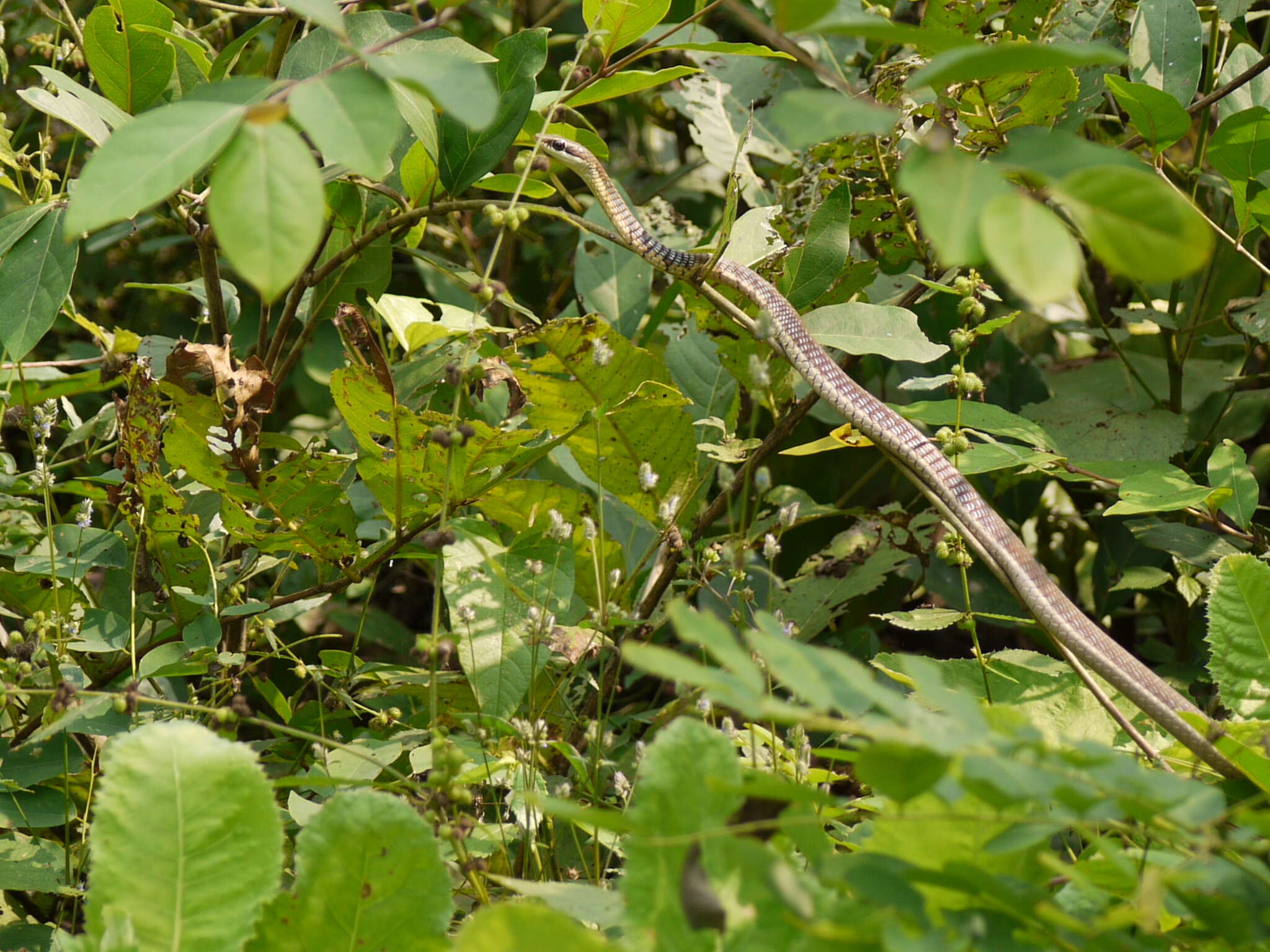 Image of Daudin's bronzeback