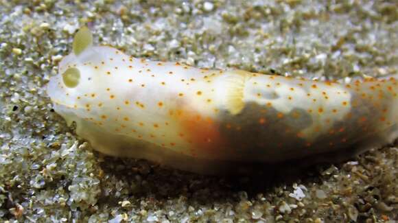 Image of Gymnodoris alba (Bergh 1877)