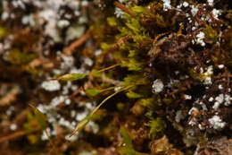 Image of Reinwardt's zygodon moss