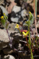 Image de Hemizonella